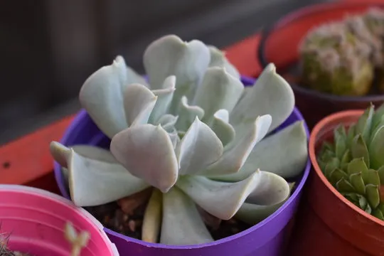 SG飞艇 APP界面示意